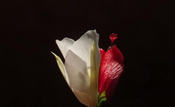 contrast of white and red flowers in darkness