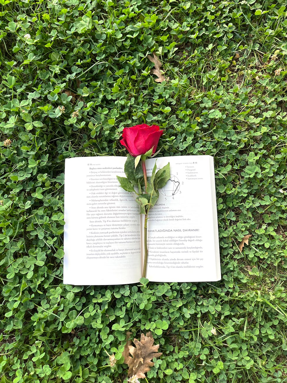 open book with red rose on grass